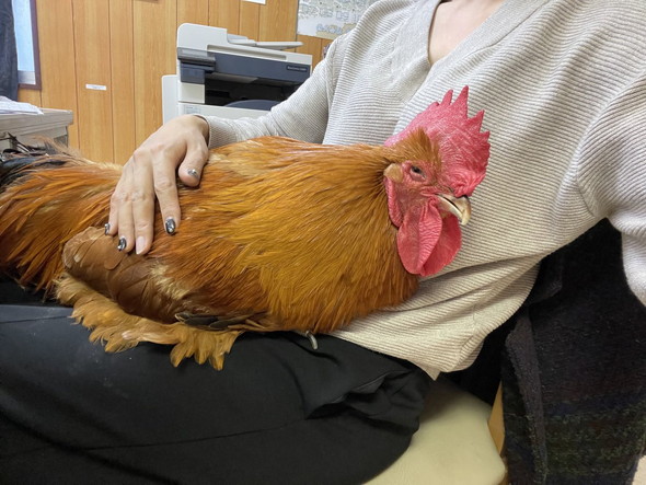 膝の上にニワトリ