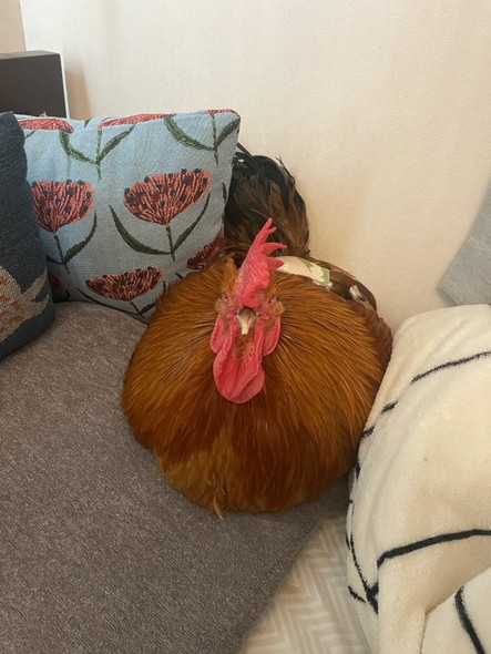 布団にニワトリ