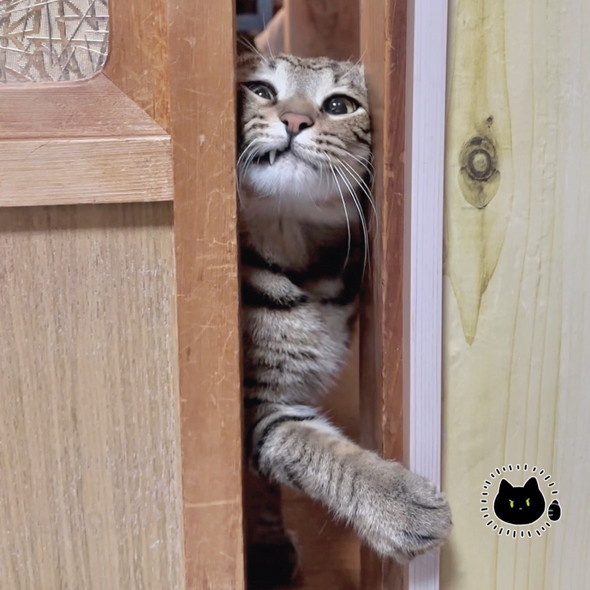 シャイニング猫