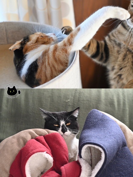 じゃれあう猫と冷めた表情の白黒猫