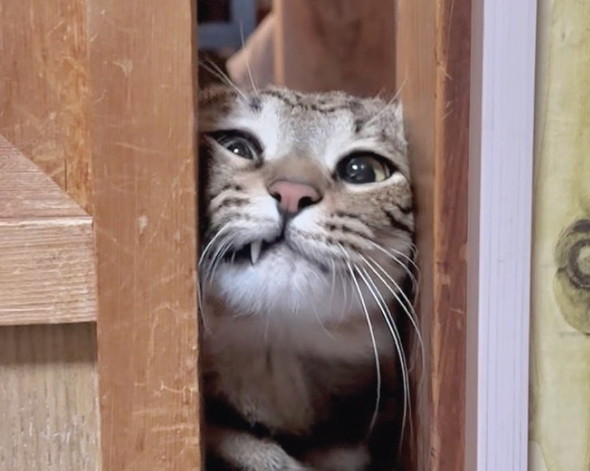 シャイニング猫