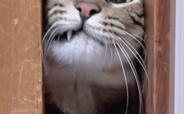 シャイニング猫