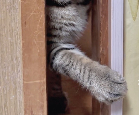 シャイニング猫