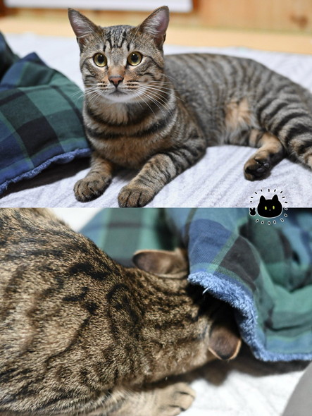 コタツにもぐる猫