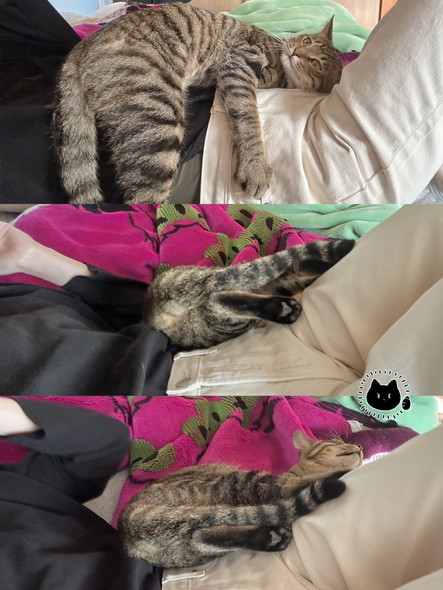 飼い主の体に乗る猫