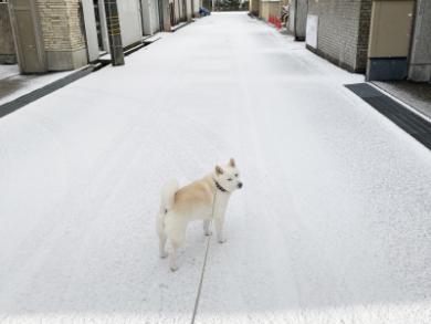 白い世界のワンコ