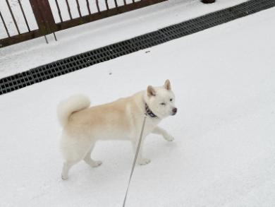 白い世界のワンコ