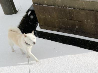 白い世界のワンコ