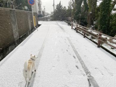 白い世界のワンコ