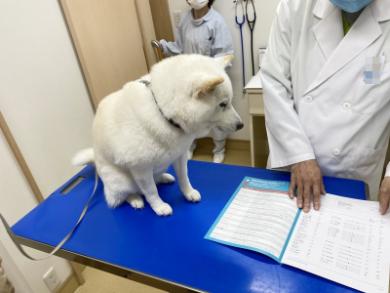 動物病院へ行ったワンコ