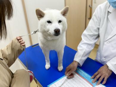動物病院へ行ったワンコ