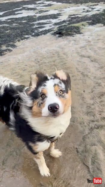 強風にあおられるワンコ