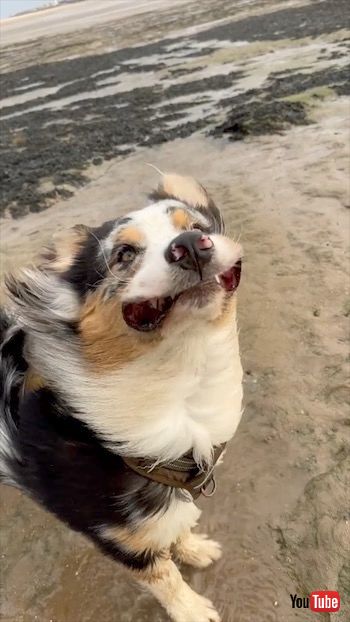 強風にあおられるワンコ