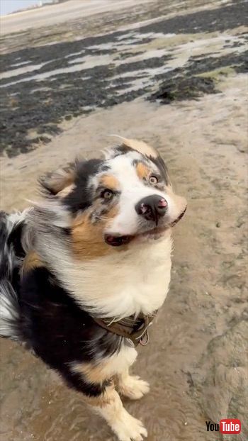 強風にあおられるワンコ