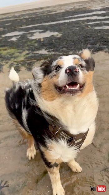 強風にあおられるワンコ