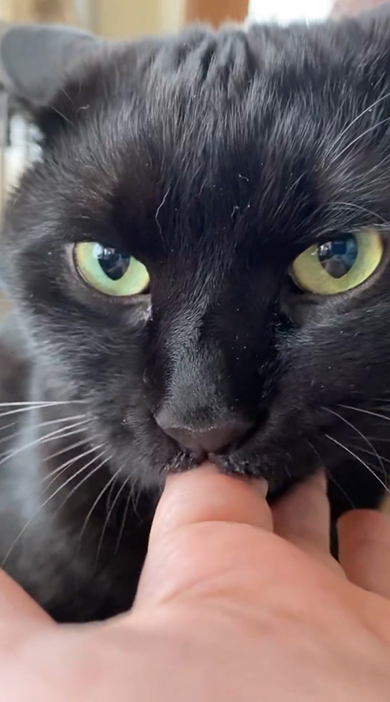 正面を見ながら指チュパする黒猫ちゃん