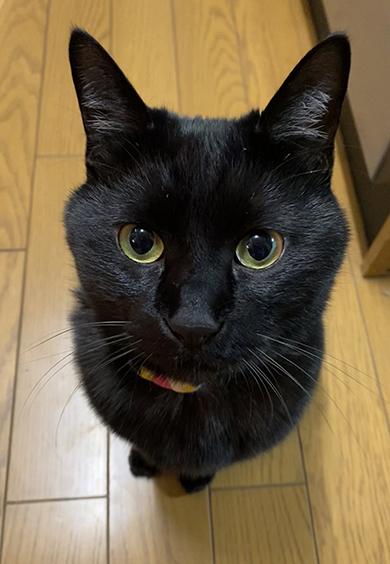 見上げる黒猫ちゃん