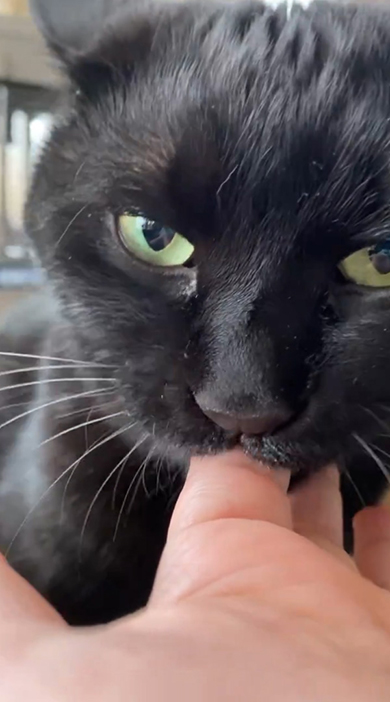 少し右に傾いて指チュパする黒猫ちゃん