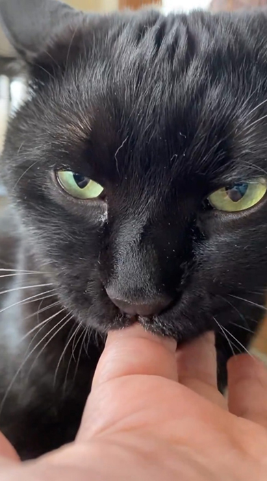 やや目を細めて指チュパする黒猫ちゃん