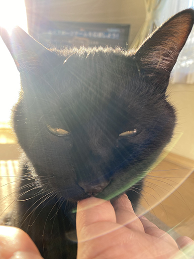 後光が差しつつ指チュパする黒猫ちゃん
