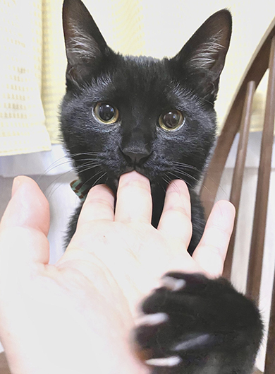爪が出た前あしを添えて指チュパする黒猫ちゃん