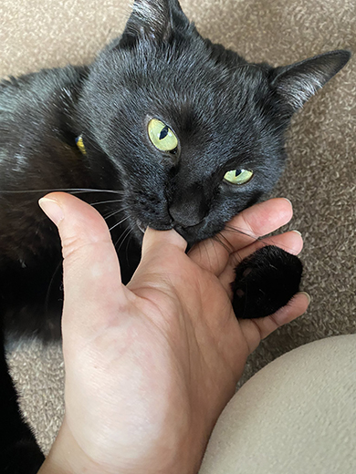前あしで手を押さえて指チュパする黒猫ちゃん