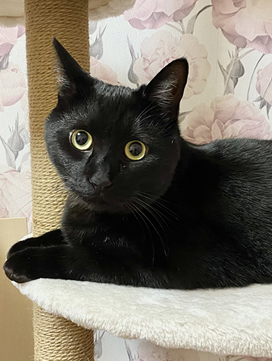 まんまるおめめの黒猫ちゃん