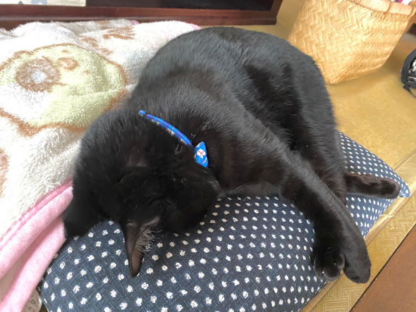 クッションにめりこんで眠る猫ちゃん