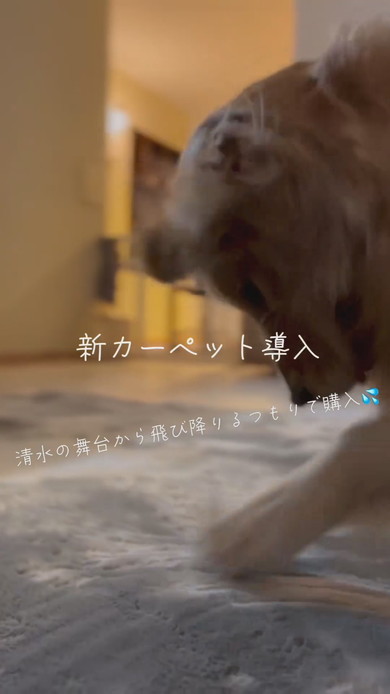 カーペットをほりほりするゴールデンレトリバーのワンコ