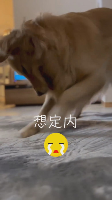 カーペットをほりほりするゴールデンレトリバーのワンコ