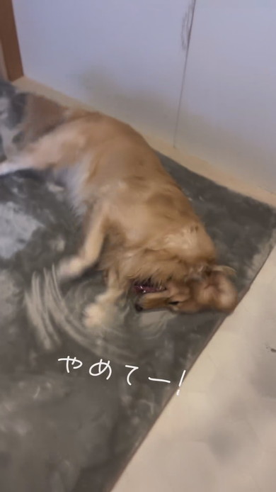 カーペットをほりほりするゴールデンレトリバーのワンコ