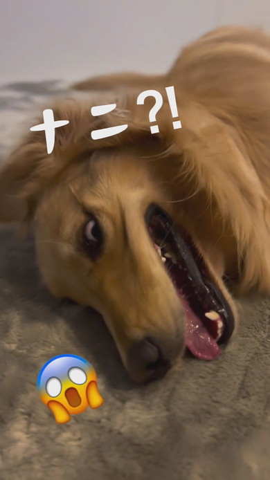 カーペットをほりほりするゴールデンレトリバーのワンコ