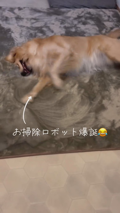 カーペットをほりほりするゴールデンレトリバーのワンコ