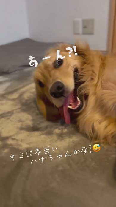 カーペットをほりほりするゴールデンレトリバーのワンコ