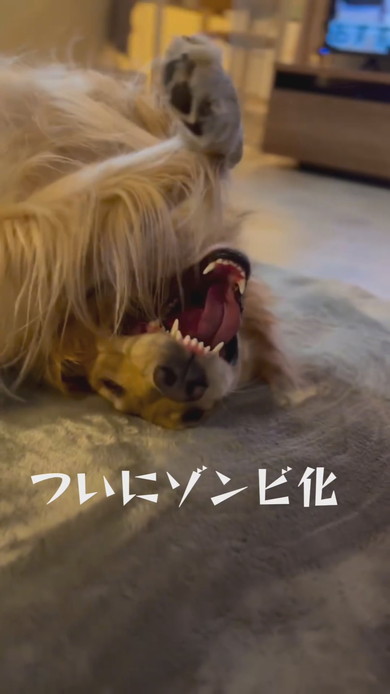 カーペットをほりほりするゴールデンレトリバーのワンコ