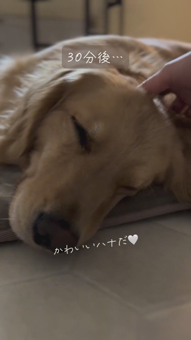 カーペットでくつろぐゴールデンレトリバーのワンコ