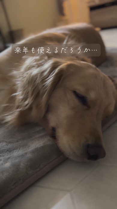 カーペットでくつろぐゴールデンレトリバーのワンコ