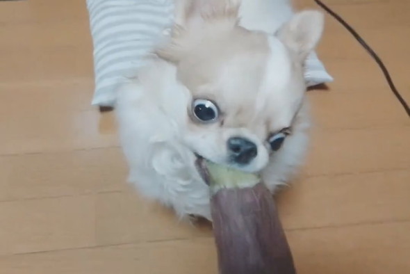 焼き芋を必死に食べるチワワ