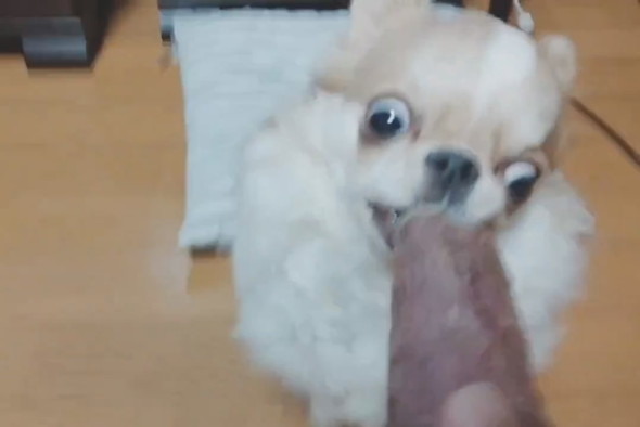 焼き芋を必死に食べるチワワ