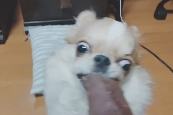 焼き芋を必死に食べるチワワ