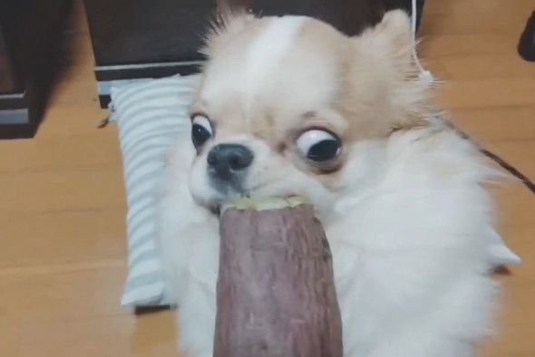 焼き芋を必死に食べるチワワ