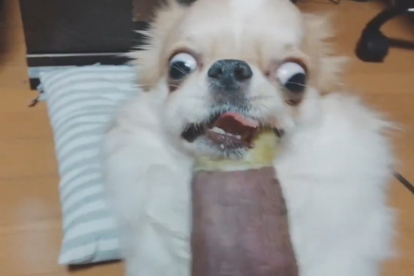 焼き芋を必死に食べるチワワ