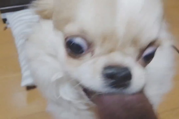 焼き芋を必死に食べるチワワ