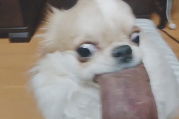 焼き芋を必死に食べるチワワ