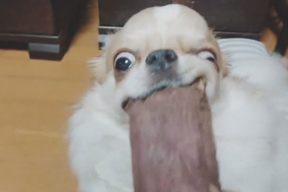 焼き芋を必死に食べるチワワ