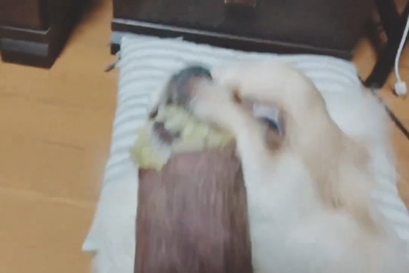 焼き芋を必死に食べるチワワ