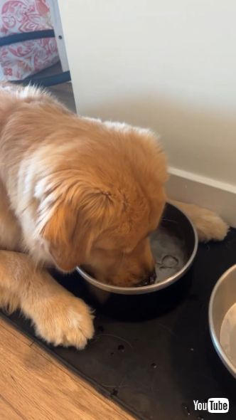 飲み水をブクブクする犬