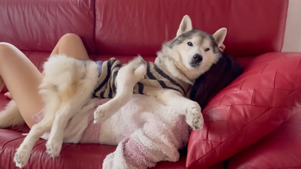 姉の上でくつろぐデカワンコ