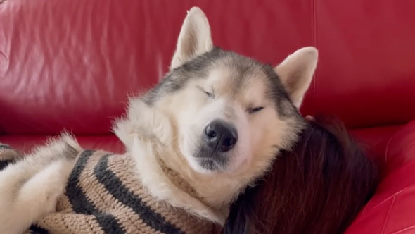 姉の上でくつろぐデカワンコ