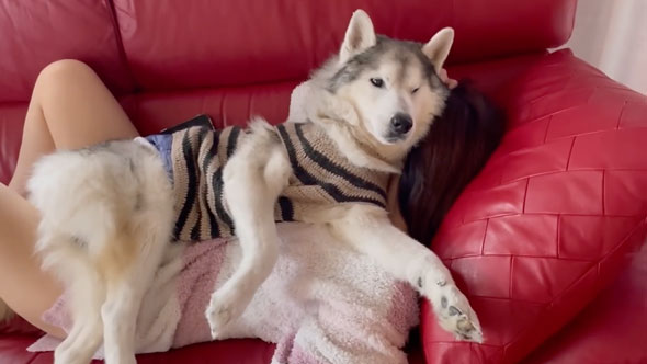 姉の上でくつろぐデカワンコ